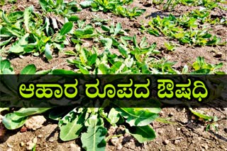 ಆಹಾರ ರೂಪದ ಔಷಧಿ ಈ ಹಕ್ಕರಕಿ ಸೊಪ್ಪು.!