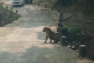 leopard-terror-in-village-of-satna