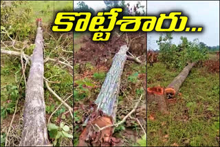 Huge trees cut down in mulakapally forest area help of officers