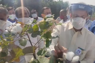 nandurbar-guardian-minister-kc-padvi-inspected-bollworm-affected-farms
