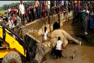 One wild Elephant was Elctrocuted at Lakhipur gualgaon assam