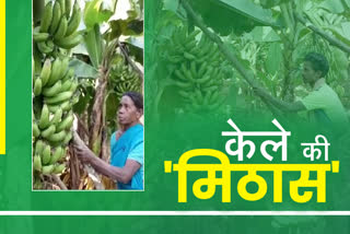 banana farming in chaibasa