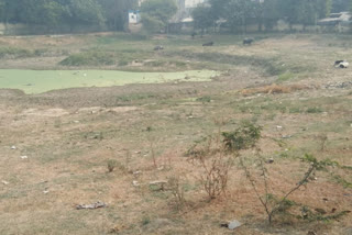 Animal scramble on water body in Dwarka