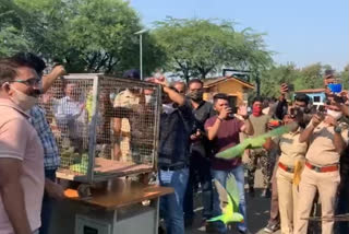 nagpur police rescue 26 bird in bird week