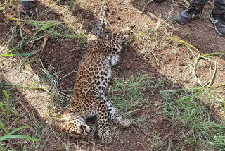 pune leopard death news