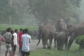 Wild elephant terror continues in Porabangla and Latekujan of Numligarh