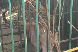 pathardi leopard captured in pATHARDI