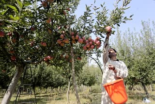 apple production in himachal