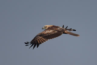 long legged buzzard in jalgaon