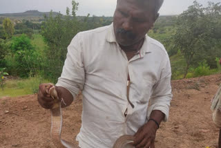 Snake Lover in Raibaga taluk