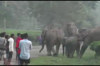 Wild elephants unleash reign of terror in Assam