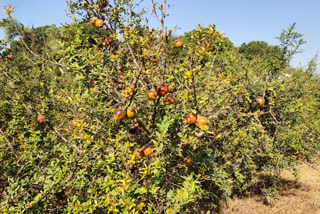 Pomegranate crop of farmers of Lakhni taluka of Banaskantha failed