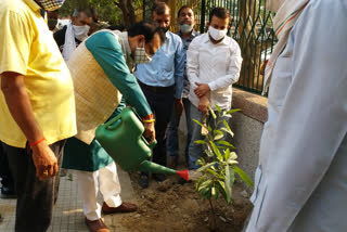 Narendra Chawla plantation in Janakpuri