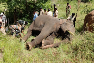 Forest staff given treatment to elephant after losing tail