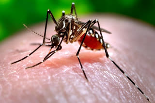 dengue in Laos