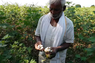 Bond larvae infestation on cotton