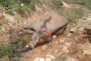 Poachers killed elephant for ivory in Karnataka