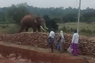 Wild elephant entry in nilgiris