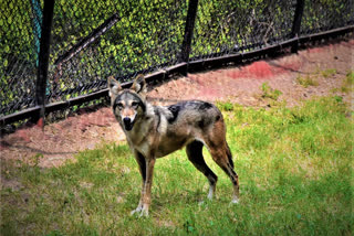 hyderabad resident adopted grey wolf in nehru zoological park