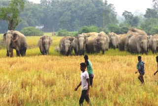 man elephant conflict in golaghat assam etv bharat news