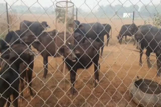 Buffalo thefted by Gurugram dairy employees hostage in sohna