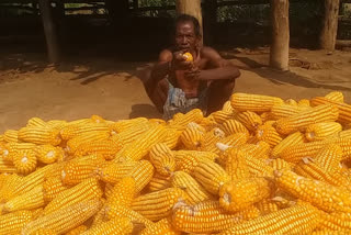 farmers-demand-to-reopen-corn-mandi-in-nuapada