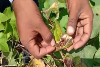 pink larvae damage cotton crops