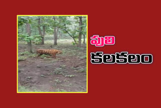 tiger traces found out by devotees at ahobilam in andhrapradesh