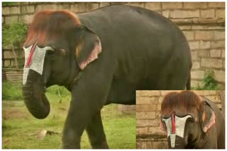 Elephant is famous for her bob-cut hairstyle