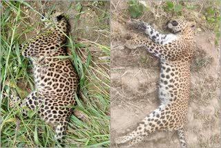 leopard dead body found