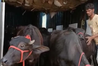 Kolaras police frees 55 cattle in shivpuri