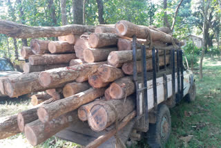 more-than-rs-2-lakh-worth-of-timber-seized-in-goalpara-during-the-forest-department-operation