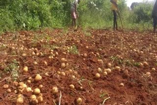 Punjab potato seeds brought smile on koraput farmer's faces