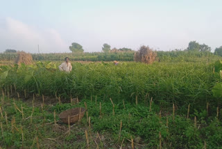 Ginger farming started in Giripar areas in Paonta Sahib