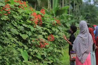 കണ്ണുർ  വ്യത്യസ്ത ഇനം ചിത്രശലഭങ്ങൾ  ബിഗ് ബട്ടർഫ്ലൈ മന്ത്‌ ഓഫ് കേരള  പാച്ചേനി ഗവൺമെന്‍റ് ഹൈസ്കൂൾ  Students observed dragon flys  Kannur