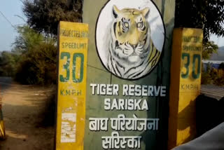 Sariska Forest Area, अलवर की ताजा हिंदी खबरें