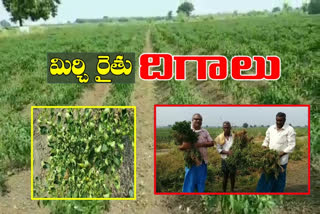 mirchi crop damaged in krishna
