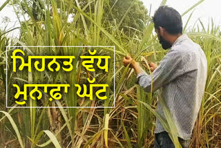 Sugarcane cultivation is on the verge of extinction in punjab