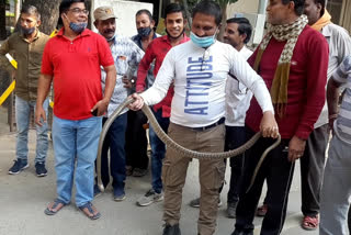 चित्तौड़गढ़ में सात फीट लंबा सांप, Seven feet long snake in Chittorgarh