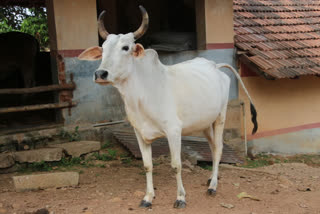 cattle thief stolen two cows and calf in kulgam