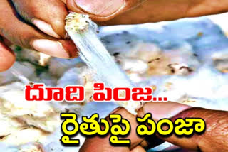 cotton seed length reduced causing huge loss to farmers in telangana