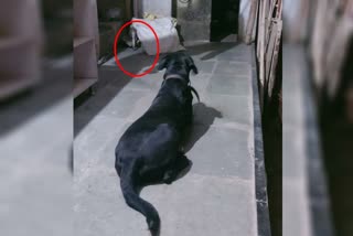 dog blocked the cobra's path