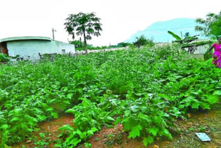 brinjal plants in anganwadi centres
