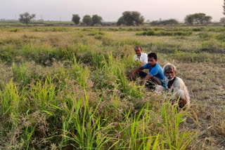 Rabi crop affected