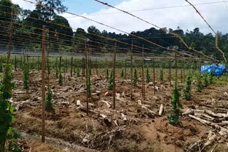 ഇടുക്കി  പ്രതീക്ഷയുടെ പുതു നാമ്പുകൾ  powell cultivation  idukki  high range  hope  cultivation  പാവൽ കൃഷി  ഹൈറേഞ്ച്  കൃഷി