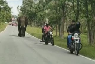 elephant_chasing_