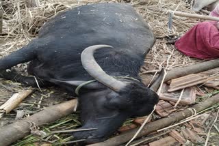 a-buffalo-and-cattle-death-in-ranebennur