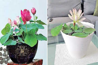 lotus flower will grow in pot