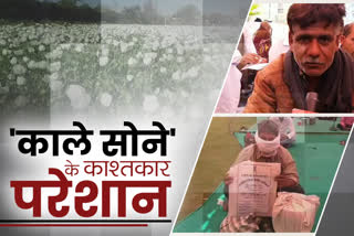 अफीम के किसान, झालावाड़ अफीम खेती का पट्टा, lease for Poppy farming, Poppy farmers Jhalawar