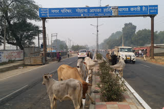 stray animal problem in sonipat